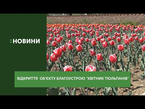 "Квітник тюльпанів" відкрили сьогодні на в'їзді в Невицьке