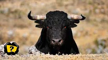 ¿Se enfadan los toros cuando ven rojo?