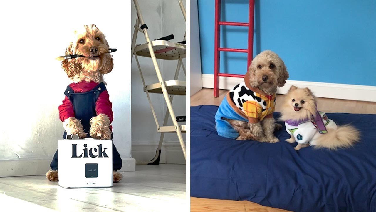 SO CUTE! Pooch Dresses Up In Adorable Outfits