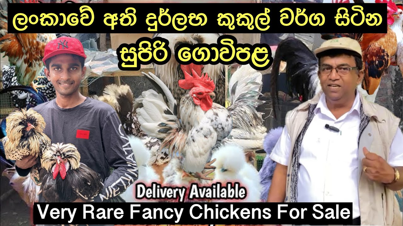 අති දුර්ලභ කුකුල් විශේෂ රැසක් සිටින ගොවිපළ🐓🐣/HS Breeders Fancy Chicken And Parrot Beak Farm🐓#francy