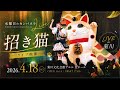水曜日のカンパネラ『招き猫』Live MV <プレミアムライブ2026 in 菊川文化会館>