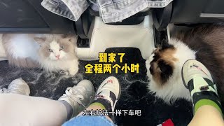 五一假期带布偶猫回村结果揍了大马蜂吓坏铲屎官