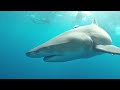 Up Close With Lemon Sharks