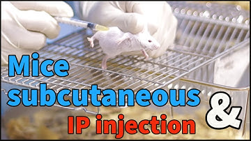 Mice subcutaneous injection and IP injection for beginners