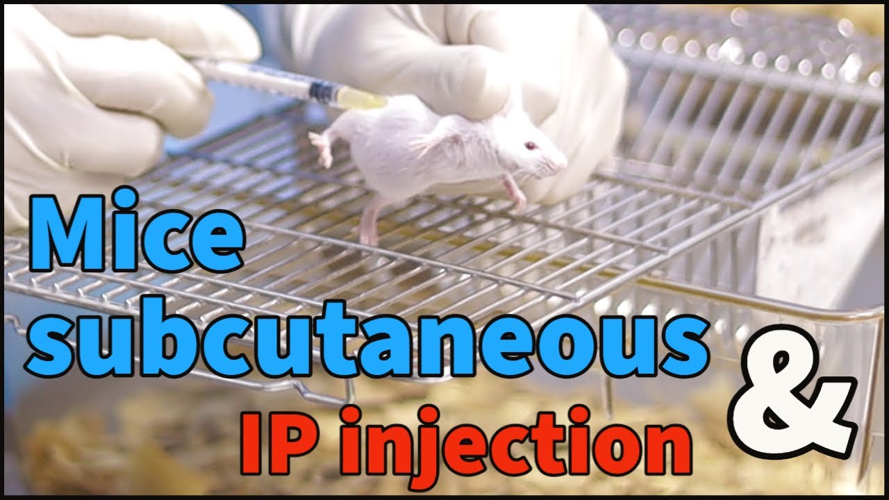 subcutaneous injection in mice