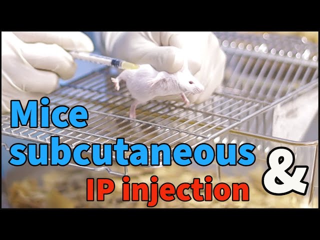 subcutaneous injection in mice