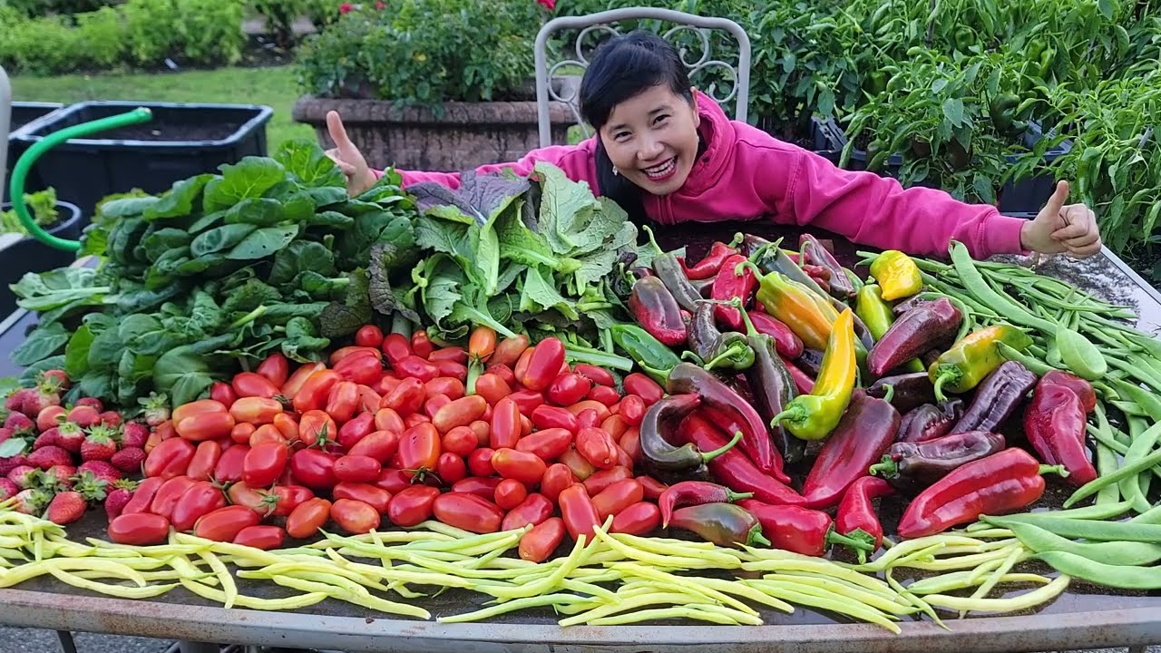 THU HOẠCH ỚT SOCOLA, ỚT TRIỆU NGỌT, CẢI HOA HỒNG,CẢI CAY ĐỎ,ĐẬU VUA, ĐẬU VÀNG, CÀ CHUA SỐT