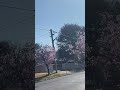 オーストラリア 桜