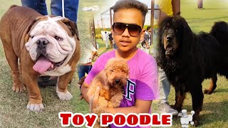 Barnala dog show part 3 ( Toy poodle 🐩 )