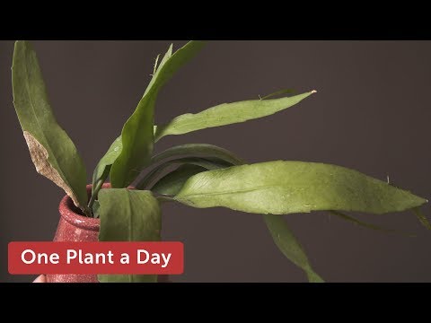 Vídeo: Cereus Peruvianus - Més informació sobre The Night Blooming Cereus