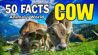 50 Amazing Animal Facts About Cows That You Need to Know!