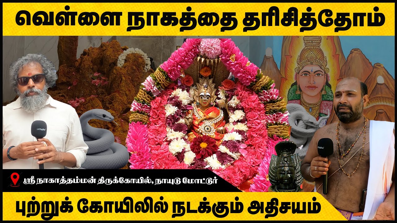 வெள்ளைப் பாம்பு வடிவில் தோன்றும் அம்மன் Puttru Koil Nagathamman அதிசய அருள்வாக்கு தரும் நாகாத்தம்மன்