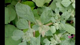 Glinus lotoides : lotus sweetjuice, carpetweed.