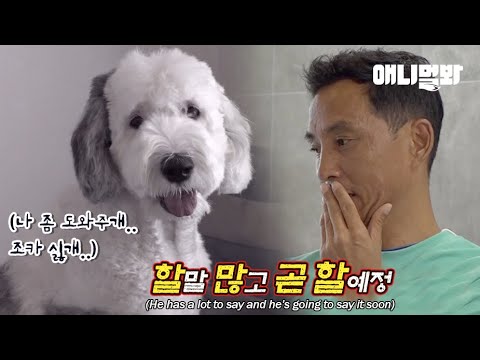 엄마보다 이모가 더 좋은 흑백 강아지 남매ㅣ＂GO AWAY＂ Dog <strong>Hates</strong> Her Friend&amp;#39;s Puppies Most <strong>In</strong> This World