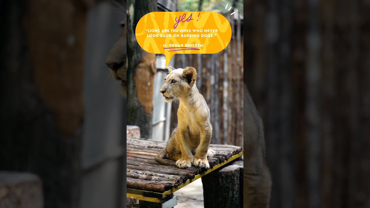Watch Lion Quote : Lions , who never looks back at dog barking on YouTube Watch Lion Quote : Lions , who never looks back at dog barking on YouTube