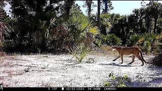 Florida Panthers, Bobcats, Spotted Skunk, Gopher Tortoise, and Coachwhip in Naples, Florida