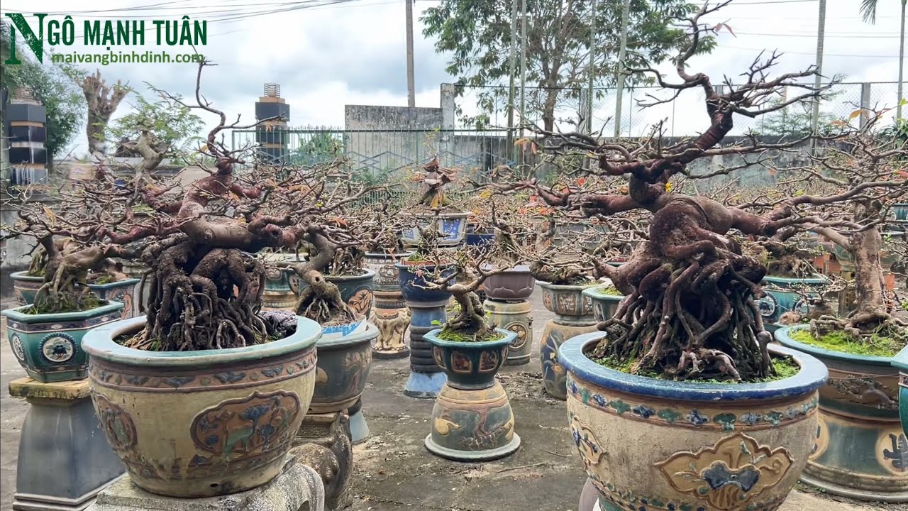 Cùng Tuân thăm vườn mai bonsai , đẹp top1 An Nhơn Bình Định.
