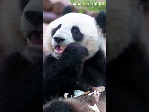 Urso PANDA-GIGANTE comendo
