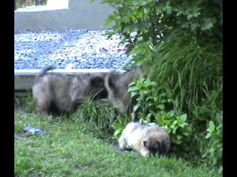 Jomgardens T Litter With Berger Des Pyrénées á Face Rase Puppies 6 Weeks Old