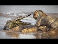 Crocodile Vs Lion For Prey -- Wild Animals Jaguar Vs Antelope; Wild Dog Vs Wild Buffalo ...