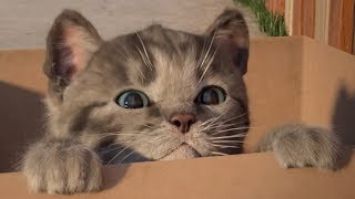 Little Kitten & Friends - Learn With The Cutest Cat (Fox And Sheep) Part 16 - Best App For Kids