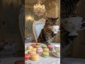 🤫 Девочки, делитесь мечтами #казань #косметолог #мечта #котик #люблю