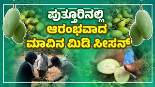 ಉಪ್ಪಿನಕಾಯಿಗೆ ಬೆಸ್ಟ್ ಮಾವು | ಅಪ್ಪೆಮಿಡಿಗೆ ಭಾರೀ ಬೇಡಿಕೆ | Raw Mango Season Begins in Puttur | Udayavani