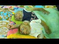 Awesome Brother & Sister Baby Monkey KAKO Luna Lovely Sleep Midday Routine
