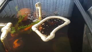 Aquaponic organic cannabis system balanced