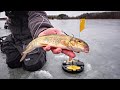 Ice Fishing w/ GIANT LIVE BAIT For POND MONSTERS!!! (Early Ice Tip Ups)