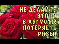 Розы ЗАБОЛЕЮТ и ПЛОХО перезимуют! НЕ ДЕЛАЙТЕ ЭТО в АВГУСТЕ! ВРЕДНЫЕ советы и ОШИБКИ в уходе