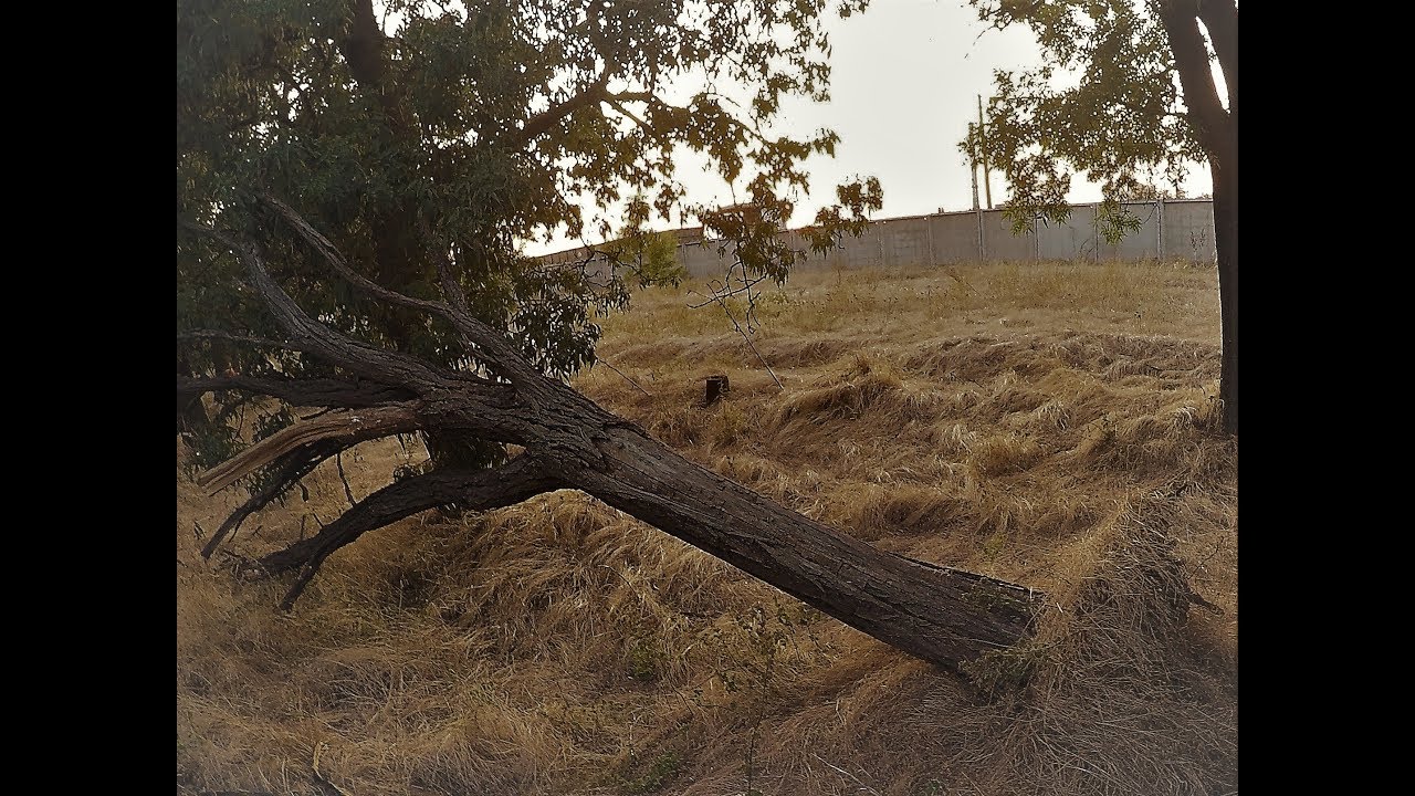 Как наломать дров с помощью Daewoo Matiz. Арбористы от Бога. - YouTube