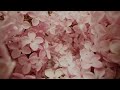 krage - 春想 Chinese ver. (Lyric Video)