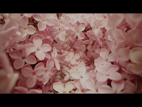 krage - Haruomoi Chinese ver. (Lyric Video)