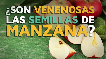 ¿Por qué los pájaros no pueden comer semillas de manzana?