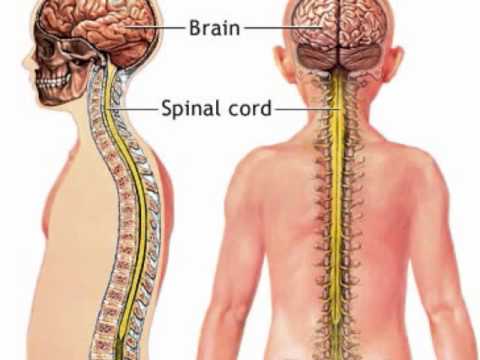 Flow Chart Of Nervous System In Human Beings