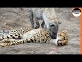 Hyenas Deprive Cheetahs of Their Right To Feed