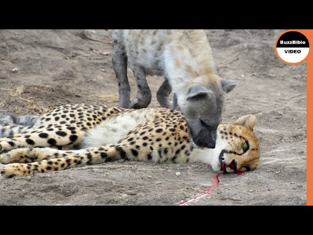 Hyenas Deprive Cheetahs of Their Right To Feed class=