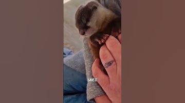 He Rescued a Helpless Baby Otter, Now They
