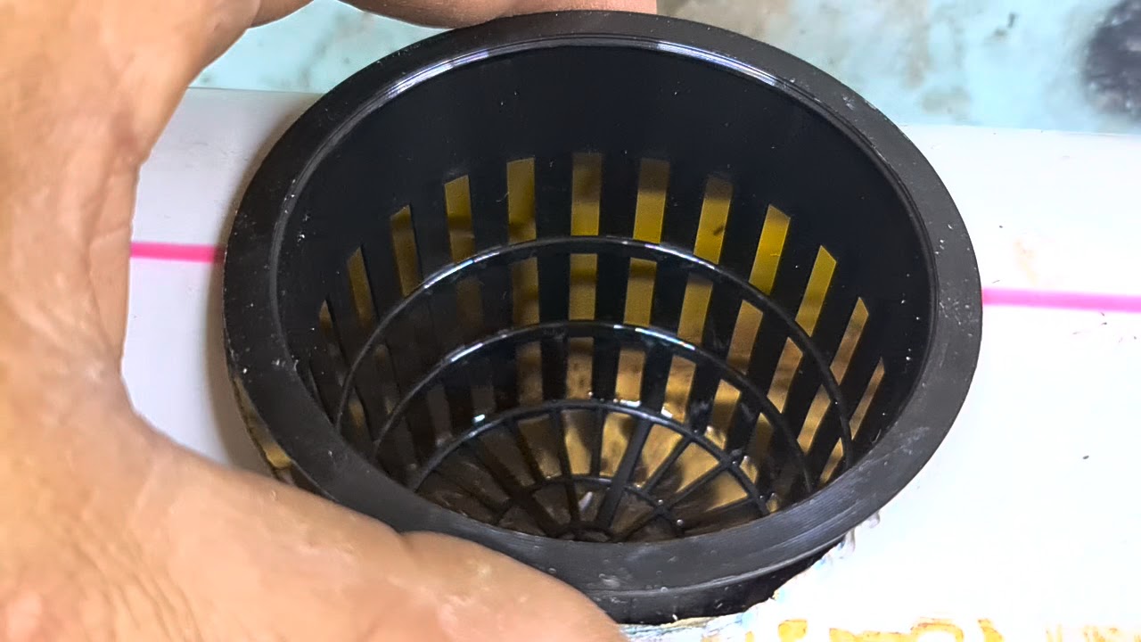 طريقة نقل الشتلات من التربة الى الزراعة المائية