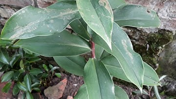 CÂY MÍA DÒ.MÍA MA.ĐỌT ĐẮNG.CỦ CÁT LỒI. CHỮA XƠ GAN CỔ TRƯỚNG.VIÊM THẬN.VIÊM ĐƯỜNG TIẾT NIỆU....