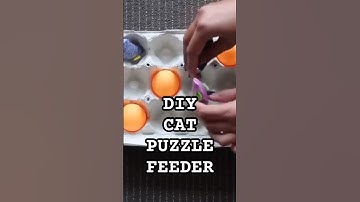 A Cheap & Easy Cat Hack You NEED to Try! 😸