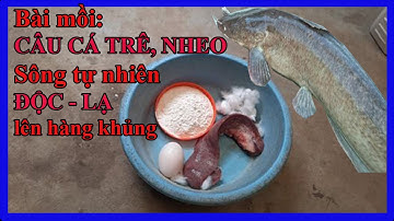 Câu Đài Miền Bắc | Bài Mồi Câu Cá Trê Cá Nheo Sông Tự Nhiên Độc - Lạ