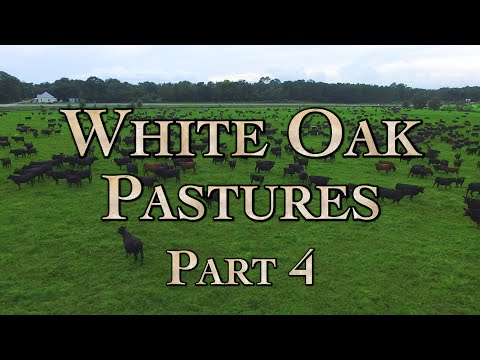 White Oak Pastures: A Model Regenerative Farm Part 4