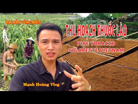 Video MÙA THU HOẠCH THUỐC LÀO, ĐẶC SẢN TIÊN LÃNG, ĐẶC SẢN... - youtube