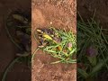 జామ చెట్టు #gardening #ytshorts #youtubeshorts #shortvideo #