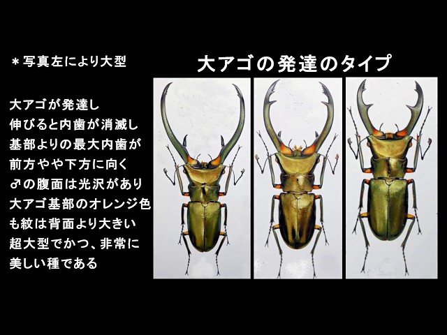 大型エラフスホソアカクワガタ100アップ エラフスホソアカクワガタ Video material1 - YouTube