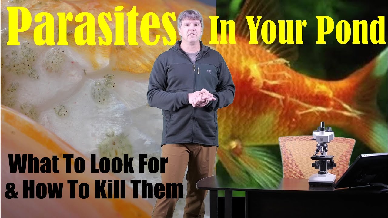 Parasites In Garden Ponds - YouTube