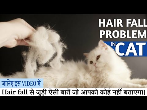 वीडियो: मेरी बिल्ली के बाल क्यों झड़ रहे हैं? बिल्लियों में बालों का झड़ना
