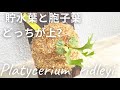 ビカクシダリドレイ　貯水葉と胞子葉の上下は丁寧に入れ替えます。さて、どちらが上？ Platycerium ridleyi 板付けのご依頼ありがとうございます